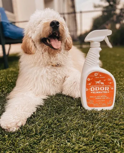 Lifestyle Images for ANGRY ORANGE LIF PET 10