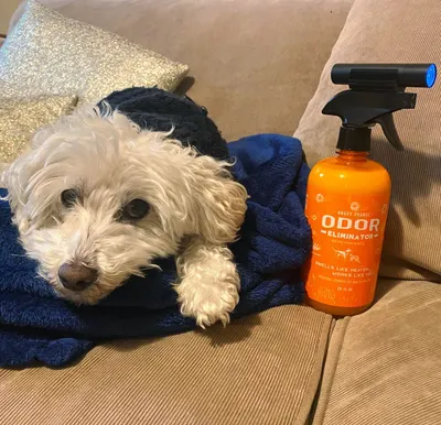 Lifestyle Images for ANGRY ORANGE LIF PET 13