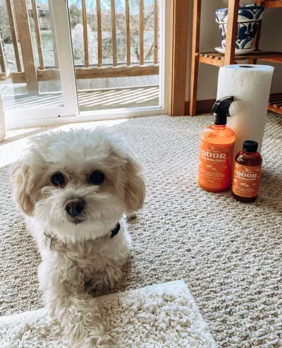 Lifestyle Images for ANGRY ORANGE LIF PET 1