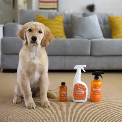 Lifestyle Images for ANGRY ORANGE LIF PET 2