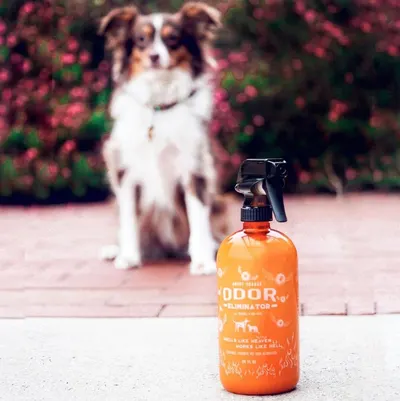 Lifestyle Images for ANGRY ORANGE LIF PET 3