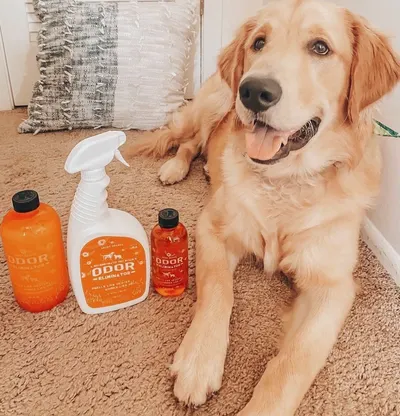 Lifestyle Images for ANGRY ORANGE LIF PET 4