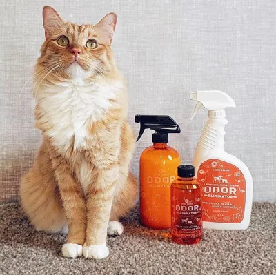 Lifestyle Images for ANGRY ORANGE LIF PET 6