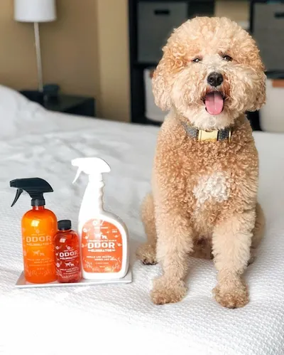 Lifestyle Images for ANGRY ORANGE LIF PET 7