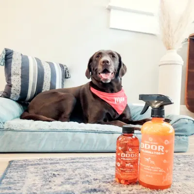 Lifestyle Images for ANGRY ORANGE LIF PET 9