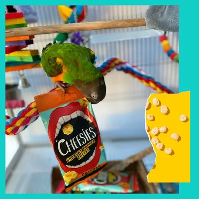 Lifestyle Images for Cheesies 20