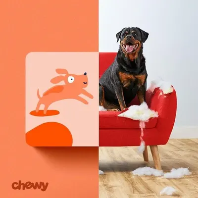 Secondary Images for Chewy 11