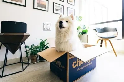 Lifestyle Images for Chewy 15