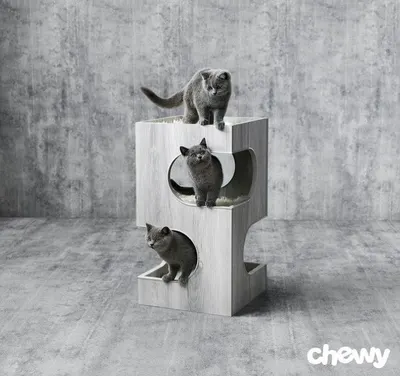 Lifestyle Images for Chewy 16