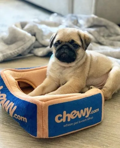 Lifestyle Images for Chewy 4