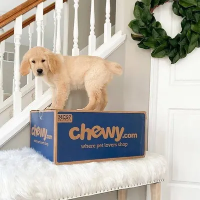 Secondary Images for Chewy 8