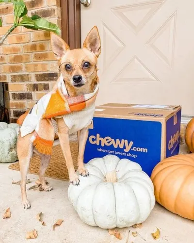 Lifestyle Images for Chewy 9