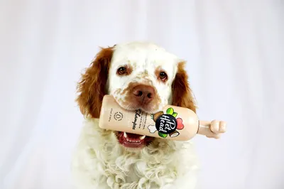 Lifestyle Images for Company of Animals 3