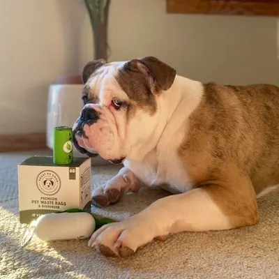 Lifestyle Images for DOGGY DO GOOD LIF PET 3