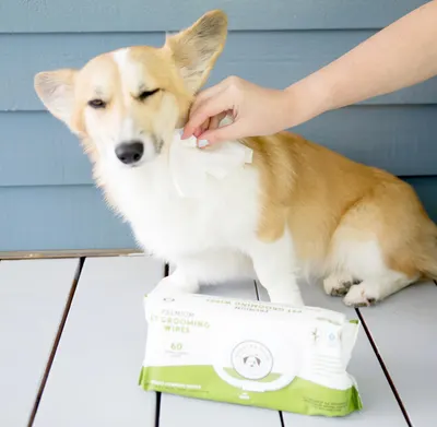 Lifestyle Images for DOGGY DO GOOD LIF PET 6