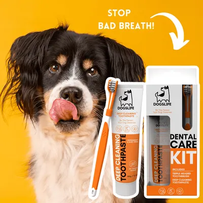 Secondary Images for DOGSLIFE INF PET 3