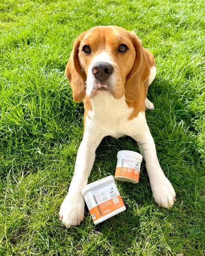 Lifestyle Images for DOGSLIFE LIF PET 2
