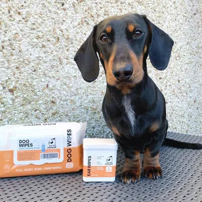 Lifestyle Images for DOGSLIFE LIF PET 3
