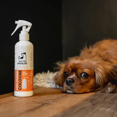 Lifestyle Images for DOGSLIFE LIF PET 4