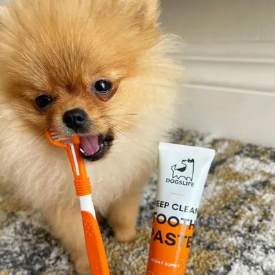 Lifestyle Images for DOGSLIFE LIF PET 5