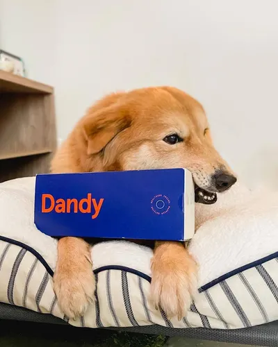 Secondary Images for Dandy 10