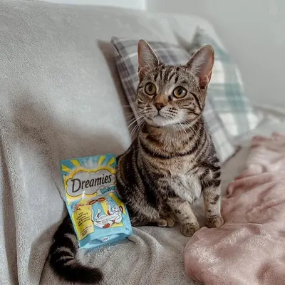 UGC Images for Dreamies 15