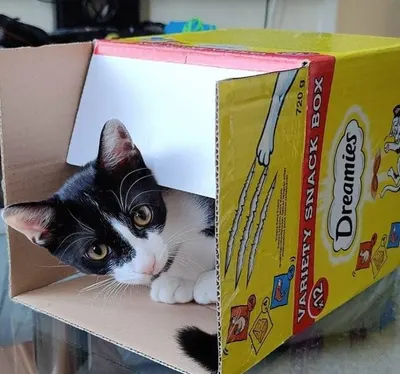 UGC Images for Dreamies 4