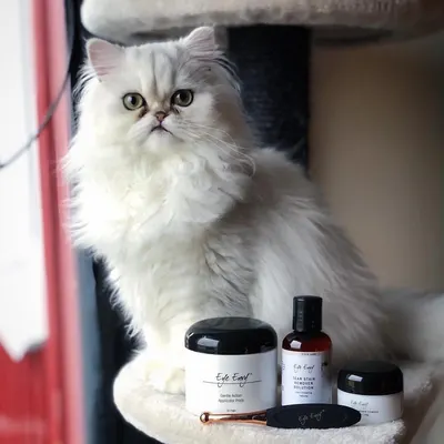 Lifestyle Images for EYE ENVY LIF PET 6