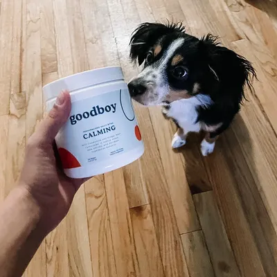 Lifestyle Images for Goodboy 10