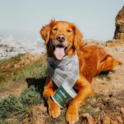 Lifestyle Images for Goodboy 21