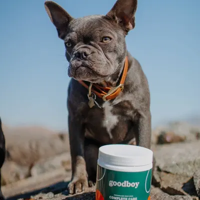 Lifestyle Images for Goodboy 24