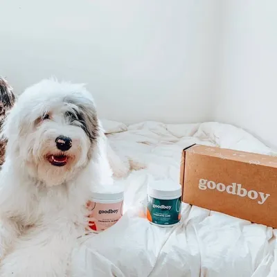 Lifestyle Images for Goodboy 25