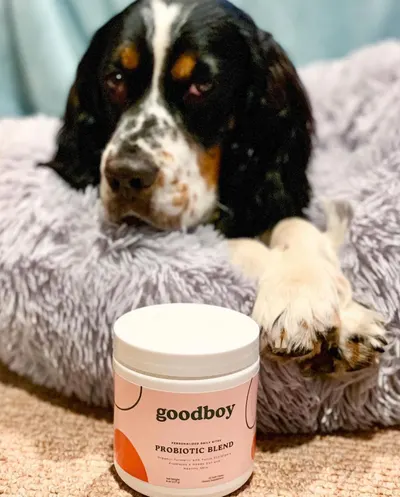 Lifestyle Images for Goodboy 2