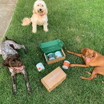 Lifestyle Images for Goodboy 31
