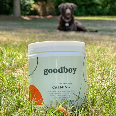 Lifestyle Images for Goodboy 5