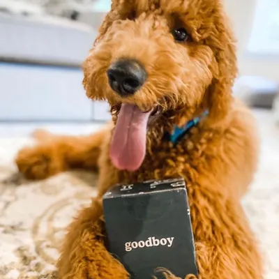 Lifestyle Images for Goodboy 8