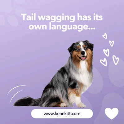 Secondary Images for KENN AND KITT INF PET 70