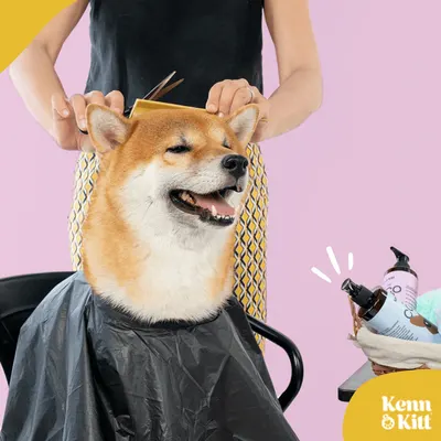Lifestyle Images for KENN AND KITT LIF PET 1