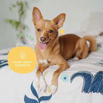 Secondary Images for KIN+KIND INF PET 3