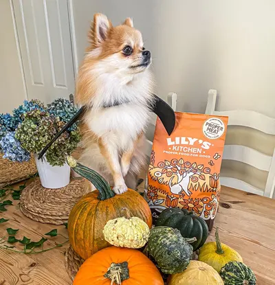 Lifestyle Images for Lily's Kitchen 28
