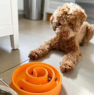 Lifestyle Images for Outward Hound 12