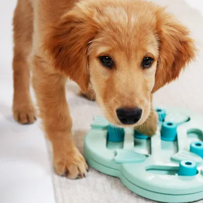 Lifestyle Images for Outward Hound 13