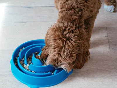 Lifestyle Images for Outward Hound 2