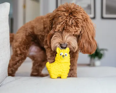 Lifestyle Images for Outward Hound 3