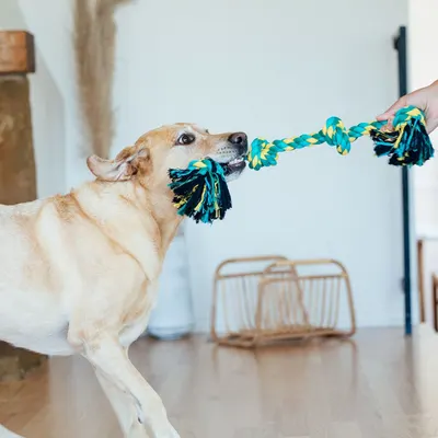Lifestyle Images for Outward Hound 6