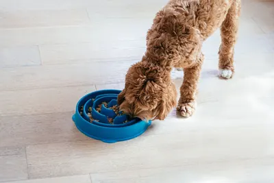 Lifestyle Images for Outward Hound 8