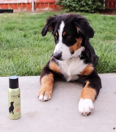 Lifestyle Images for PAWFUME LIF PET 3
