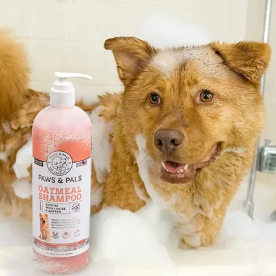 Lifestyle Images for PAWS AND PALS LIF PET 2