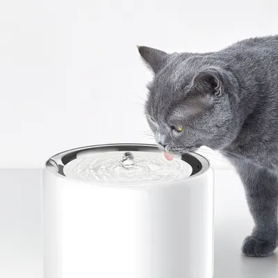Lifestyle Images for PETKIT LIF PET 2
