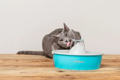Lifestyle Images for PETSAFE LIF PET 3